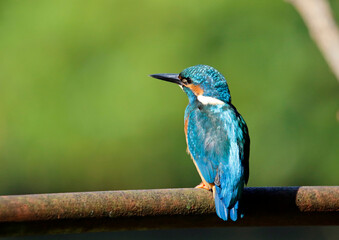 Male kingfisher fishing on perches around the lake