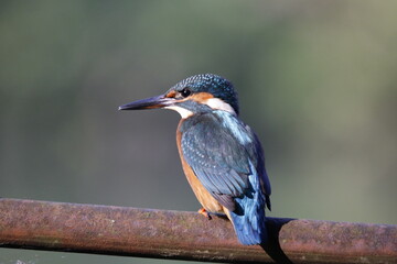 Male kingfisher fishing on perches around the lake