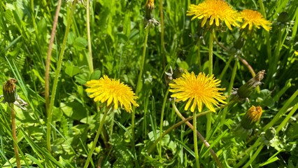 Field of flowering dandelions (Taraxacum). Bright spring colors