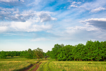 Road to green forest, blue sky, beautiful landscape.
