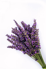 lavender flowers isolated on white background