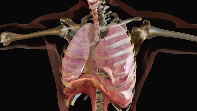 Human Respiratory System Lungs Anatomy Animation Concept. visible lung, pulmonary ventilation, Realistic high quality 3d medical animation