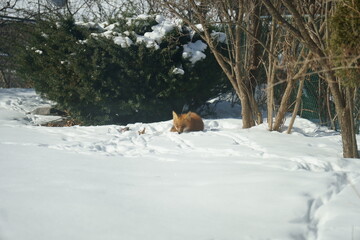 fox in the snow