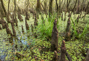 An army of Cypress tree knees and Water Spangles in freshwater Florida swamp