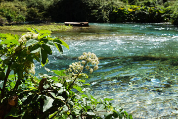 Light flowers of forest degel against a beautiful emerald river of karst origin with a log in the background in the blue eye reserve, Albania