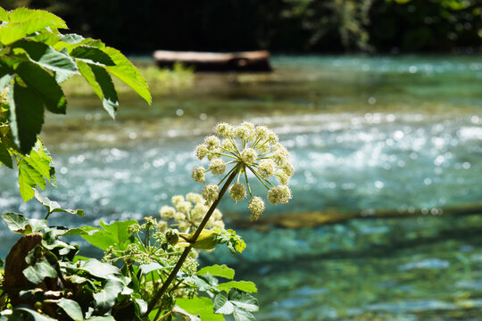 Light flowers of forest degel against a beautiful emerald river of karst origin with a log in the background in the blue eye reserve, Albania