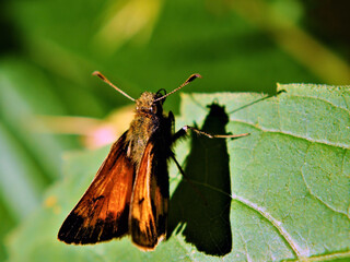 Close-up of an orange and brown skipper butterfly resting on a tree leaf in the forest with a...