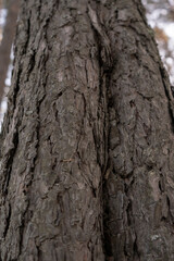 Tree bark macro pine tree in forest trees texture background vertical