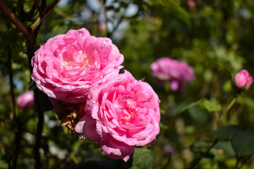 Tea roses in sunny garden