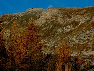 Larch trees near Hidden Lake at Banff National Park   OLYMPUS DIGITAL CAMERA
