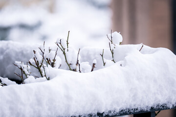 rose branches in the snow, snow on the rose tree, selective focus