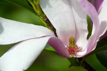 Inside view of reproductive parts of a magnolia flower.