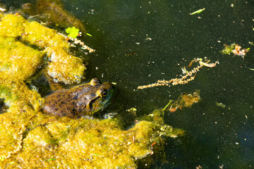 American bullfrog in a pond in Manchester, Connecticut.
