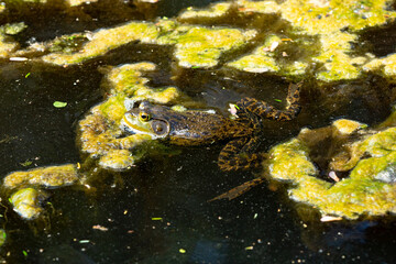 American bullfrog in a pond in Manchester, Connecticut.