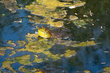 American bullfrog singing with an inflated throat in Manchester, Connecticut.