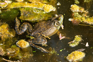 American bullfrog in a pond in Manchester, Connecticut.