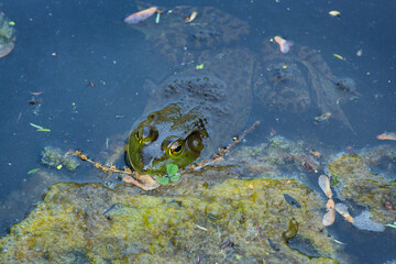 Fototapeta premium American bullfrog in a pond in Manchester, Connecticut.