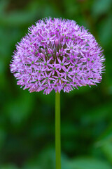 Purple umbel of a giant onion flower in Manchester, Connecticut. - obrazy, fototapety, plakaty