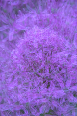 Nature abstract of a giant onion flower in Manchester, Connecticut. - obrazy, fototapety, plakaty