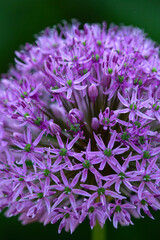 Purple umbel of a giant onion flower in Manchester, Connecticut. - obrazy, fototapety, plakaty