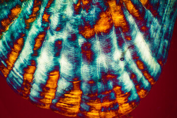 Abstract micrograph of a sculpin fish scale.