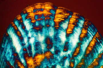 Abstract micrograph of a sculpin fish scale.