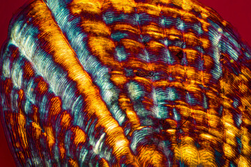 Abstract micrograph of a sculpin fish scale.