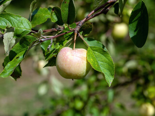 young apples on branches in the garden