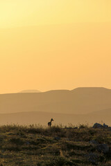 Silhouette of a small deer at sunset in the Dutch nature reserve of the Amsterdamse...