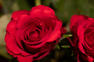 Bukiet róż © Joanna