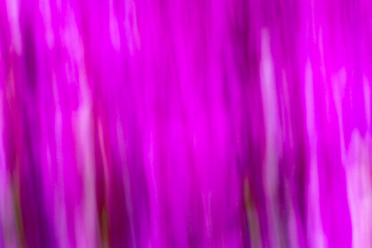 Nature abstract of blurred purple azalea flowers in Manchester, Connecticut.