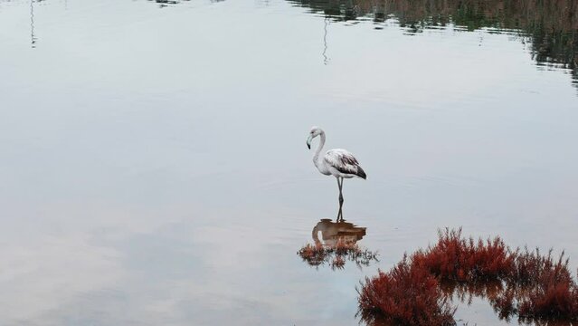 young flamingo with white plumage remains standing in the lake water with the image reflected on the water surface