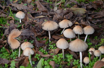 mushrooms in the forest