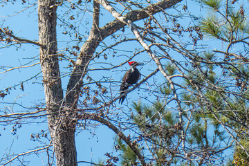 Pileated Woodpecker