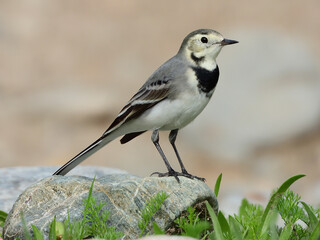 Motacilla alba. Lavandera blanca. Pajarita de las nieves. White wagtail.