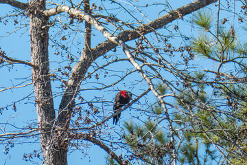 Pileated Woodpecker