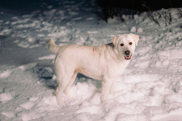 Close up photo of a beautiful white dog labrador standing on the snow outside, family friend very smart pet.