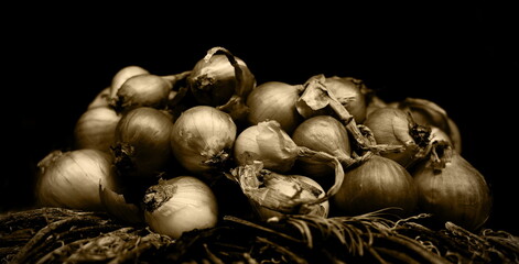 onions,zwiebeln,garden,ernte,