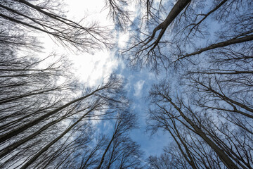 Trees from a different angle, perspective