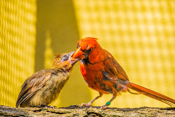 Vogel füttert sein Junges