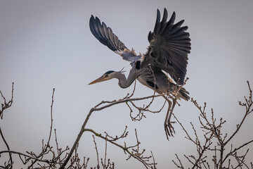 heron in flight