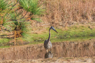 Obraz premium Great Blue Heron