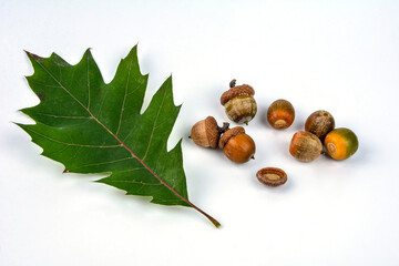 Red Oak (Quercus rubra) .Twig with oak acorn.