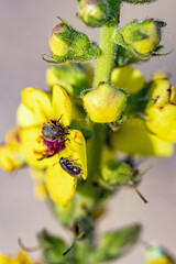 Hairy brown weevil and black fly on a yellow flower blossom