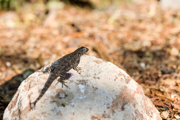 Western fence lizard suns itself on a white rock in a garden