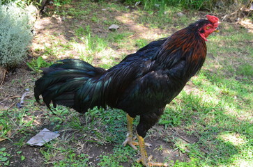 rooster in the farm