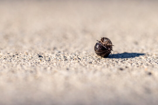 Isopod rolling into a ball for protection on an asphalt surface