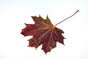 red maple leaf isolated on white background