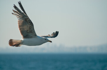 seagull close up macro eyes flying