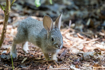 Baby rabbit hops across the wooded surface of a rose garden